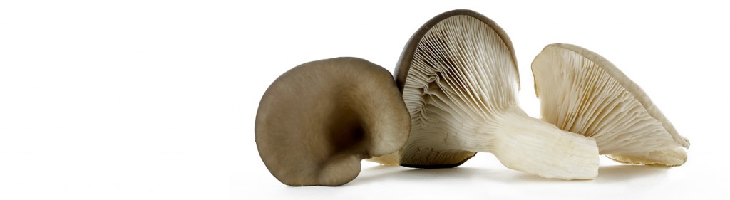 Champignons sauvages : pleurottes